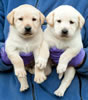 Iggy/Ruby pups, Day 35. March 19, 2009. Collar colors (L) to (R) Purple & Green Males