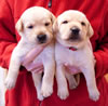 Iggy/Ruby pups, Day 23. March 8, 2009. Collar colors (L) to (R) Purple & Red Males
