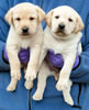 Iggy/Ruby pups, Day 35. March 19, 2009. Collar colors (L) to (R) Red & Black Males