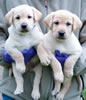 Iggy/Ruby pups, Day 43. March 28, 2009. Collar colors (L) to (R) Purple & Red Males
