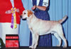 Iggy winning Best of Breed in the Show Ring