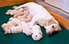 Iggy/Ruby pups, Day 19. March 4, 2009