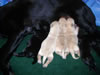 Lance/Dora pups from her 2010 litter