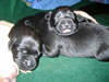 Lance/Dora pups from her 2010 litter