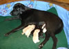 Lance/Dora pups from her 2010 litter