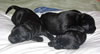 Lance/Dora pups