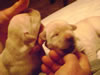 Lance/Dora pups