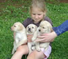 Lance/Dora pups from her 2010 litter
