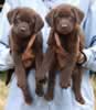 Matlock/Billie pups, Day 47, August 3, 2007 - Collar Colors (L) to (R) - Black and Blue male