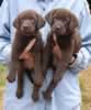 Matlock/Billie pups, Day 47, August 3, 2007 - Collar Colors (L) to (R) - Blue Print and Green Print females