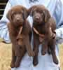 Matlock/Billie pups, Day 47, August 3, 2007 - Collar Colors (L) to (R) - Green and Purple male