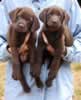 Matlock/Billie pups, Day 47, August 3, 2007 - Collar Colors (L) to (R) - Pink and Red Print females