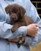 Matlock/Billie pups, Day 47, August 3, 2007 - Collar Colors (L) to (R) - Red male