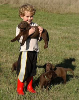 Socializing our Matlock/Billie litter October 25, 2003 (69kb)