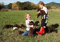 Socializing our Matlock/Billie litter October 25, 2003 (102kb)