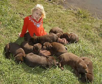 Socializing our Matlock/Billie litter October 25, 2003 (81kb)