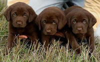 Matlock/Billie male pups, day 36 October 21, 2003 Collar colors (L) to (R): Purple, Blue, and Green (42kb)