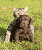 Matlock/Elbee pup with our cat, Lucille. October 29, 2016