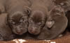 Matlock/Elbee pups, Day 4. September 27, 2016