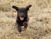 Matlock/Elbee pups, Day 41. August 4, 2017