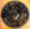 Matlock/Garnin pups, Day 7. December 20, 2012.