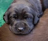 Matlock/Garmin pups, Day 18. December 31, 2012.