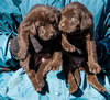 Garmin Chocolate females, Day 30. Collar colors Pink & Orange. January 12, 2013.