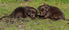 Garmin Chocolate females, Day 30. Collar colors Pink & Orange. January 12, 2013.