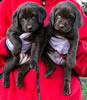 Garmin Chocolate Females, Day 35. Collar colors Pink & Orange. January 21, 2013.