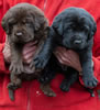 Matlock/Garmin Chocolate male & Black female pups, day 26. Collar colors Green & Pink. January 8, 2013.