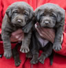 Matlock/Garmin Chocolate female pups, day 26. Collar colors Orange & Pink. January 8, 2013.