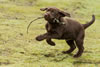 Matlock x Garmin Chocolate male pup, Day 51. February 1, 2013. Collar color Blue.