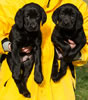 Matlock x Garmin Black male & Black female pups, Day 51. February 1, 2013. Collar colors Green & Pink.