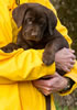 Matlock x Garmin Chocolate male pup, Day 51. February 1, 2013. Collar color Green.