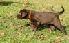 Matlock x Garmin Chocolate female pup, Day 51. February 1, 2013. Collar color Orange.