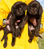 Matlock x Garmin Chocolate female pups, Day 51. February 1, 2013. Collar color Pink & Orange.