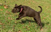 Matlock x Garmin Chocolate female pup, Day 51. February 1, 2013. Collar color Pink.