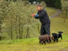 Matlock x Garmin pups, Day 51. February 1, 2013.