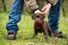 Matlock x Garmin pups, Day 51. February 1, 2013.