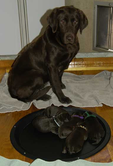 Dish male pups, day 27 October 3, 2003 Collar colors (L) to (R): Red Print, Green Print, USA, & Tiger