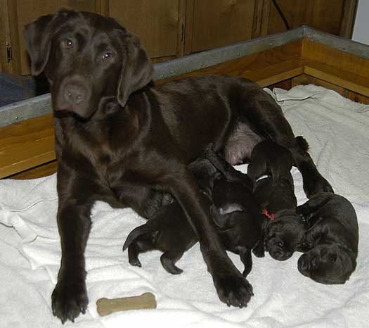 Dish female pups, day 27 October 3, 2003 Collar colors (L) to (R): Blue, Red, Pink, & Purple