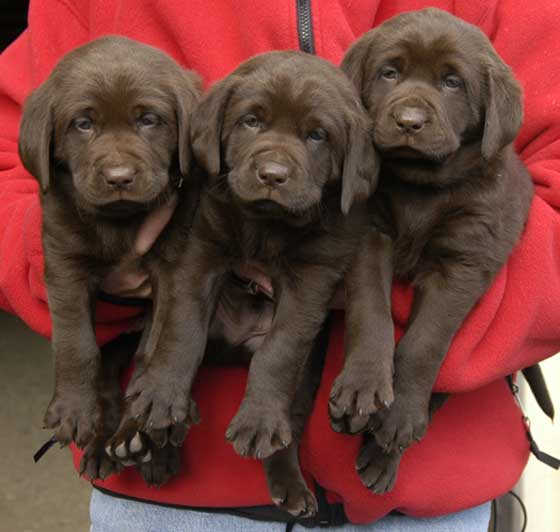 Dish pups, day 8 September 14, 2003