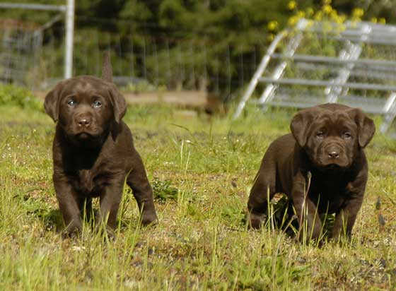 Dish pups, day 8 September 14, 2003