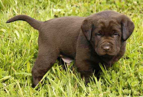 Dish pups, day 8 September 14, 2003