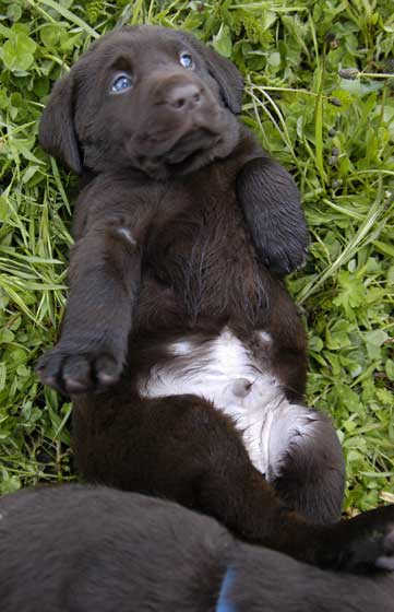 Dish pups, day 8 September 14, 2003