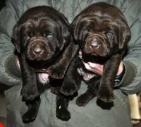 Dish female pups, day 27 October 3, 2003 Collar colors (L) to (R): Blue, Red, Pink, & Purple (28kb)