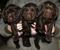 Dish female pups, day 27 October 3, 2003 Collar colors (L) to (R): Blue, Red, Pink, & Purple (28kb)