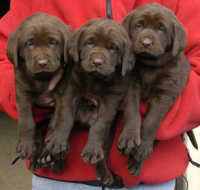 Dish female pups, day 27 October 3, 2003 Collar colors (L) to (R): Blue, Red, Pink, & Purple (28kb)