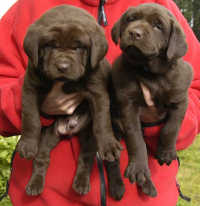 Dish female pups, day 27 October 3, 2003 Collar colors (L) to (R): Blue, Red, Pink, & Purple (28kb)
