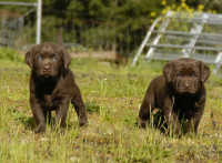 Dish female pups, day 27 October 3, 2003 Collar colors (L) to (R): Blue, Red, Pink, & Purple (28kb)